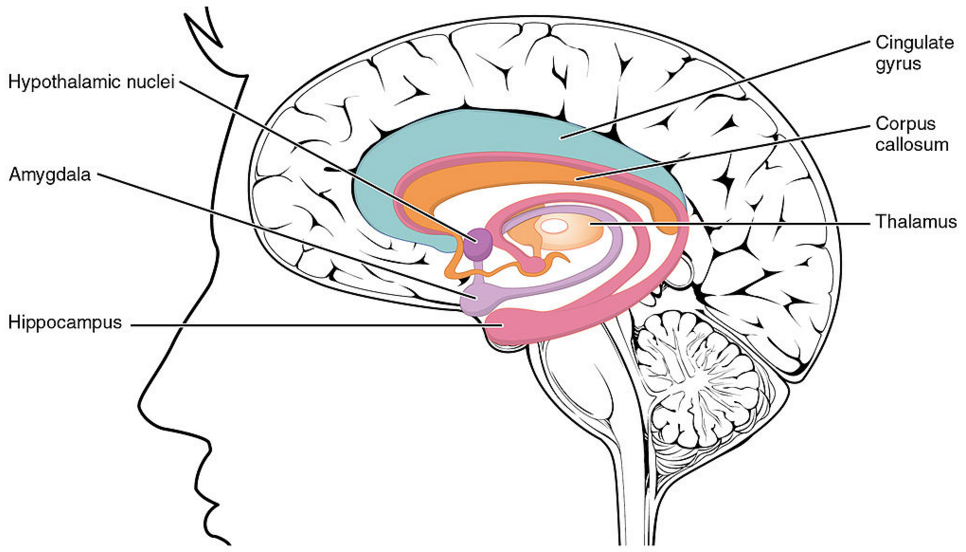 Hippocampus CA1,2,3,4